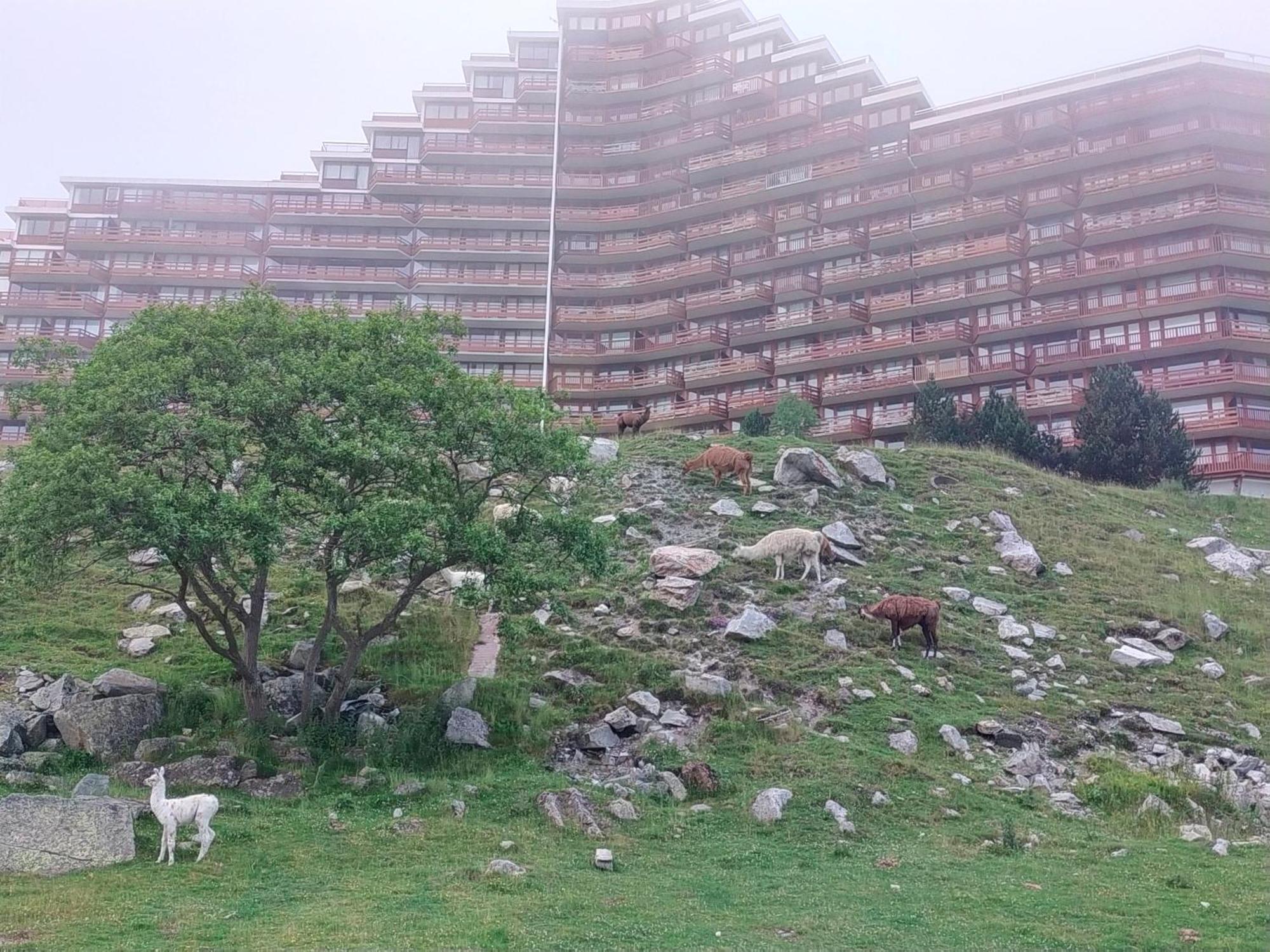 Le Petit Studio Du Tourmalet Pied Des Pistes - 拉姆吉 外观 照片